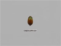 藏品(黃豔金龜)的圖片